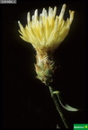 Centaurea citricolor