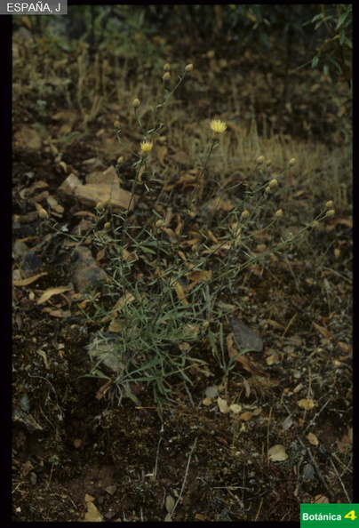 Centaurea citricolor fdl-1.jpg