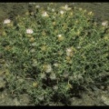 Centaurea gadorensis