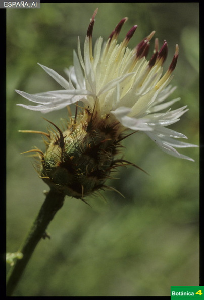 Centaurea gadorensis fdl-1.jpg