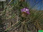 Centaurea hyssopifolia