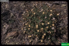 Centaurea pinae