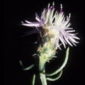 Centaurea pinnata cf.