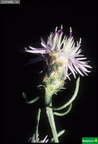 Centaurea pinnata cf.