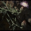 Centaurea pinnata
