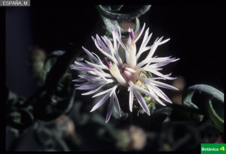 Centaurea pinnata fdl-11.jpg