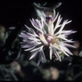 Centaurea pinnata