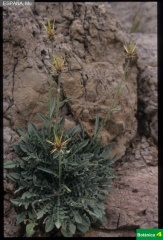 Centaurea saxicola