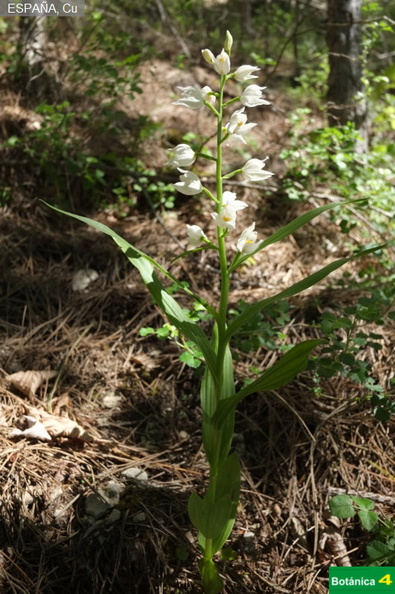 Cephalantera longifolia fdl.jpg