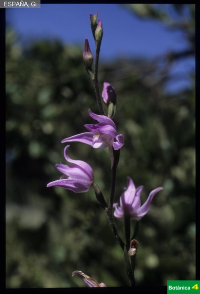 Cephalanthera rubra fdl.jpg