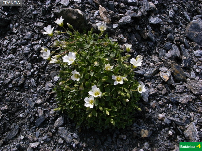 Cerastium latifolium fdl.jpg