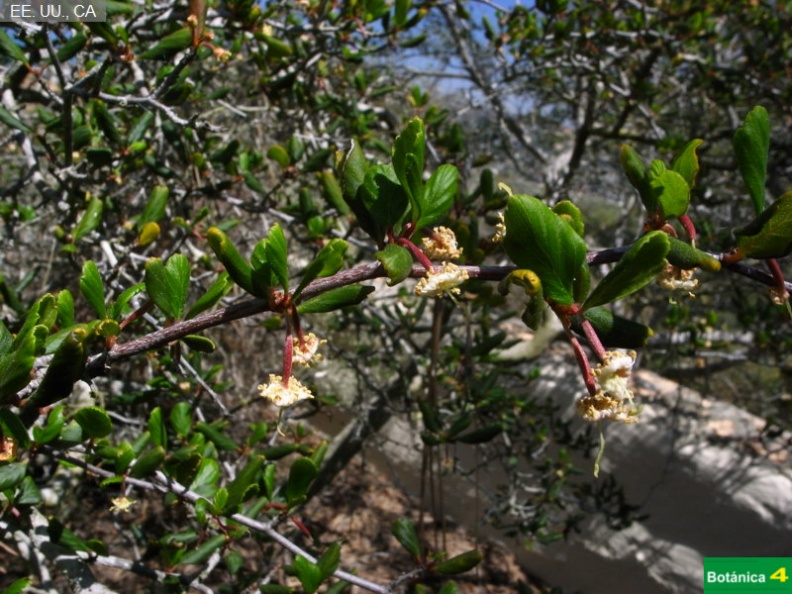 Cercocarpus minutiflorus fdl-1.jpg