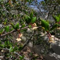 Cercocarpus minutiflorus