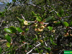Cercocarpus minutiflorus
