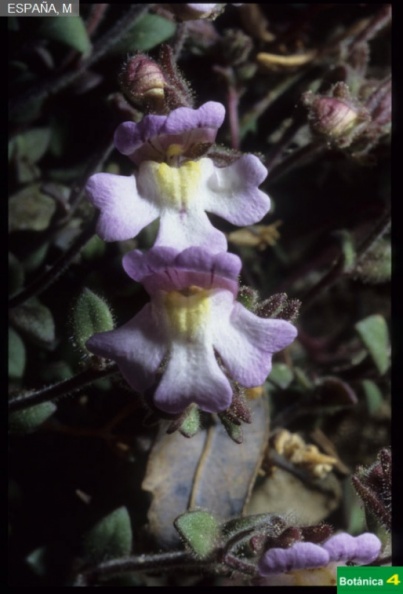 Chaenorrhinum oroganifolium subsp origanifolium fdl-1.jpg
