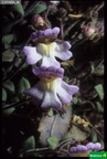 Chaenorrhinum oroganifolium subsp origanifolium