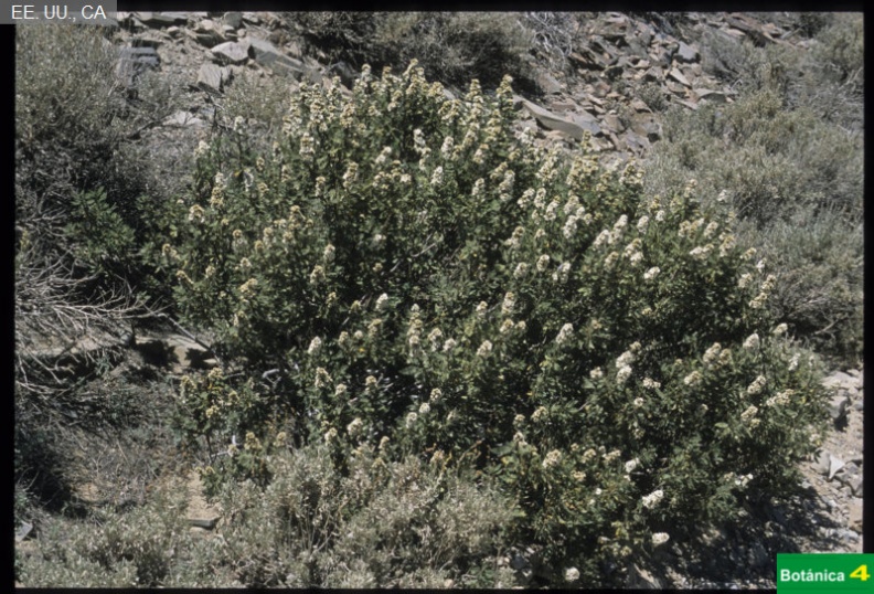 Chamaebatiaria millefolium fdl.jpg