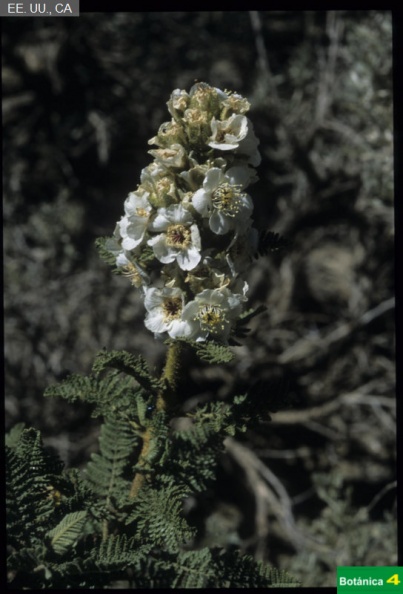 Chamaebatiaria millefolium fdl-1.jpg