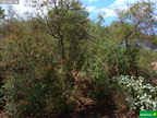 Chenopodium oahuense