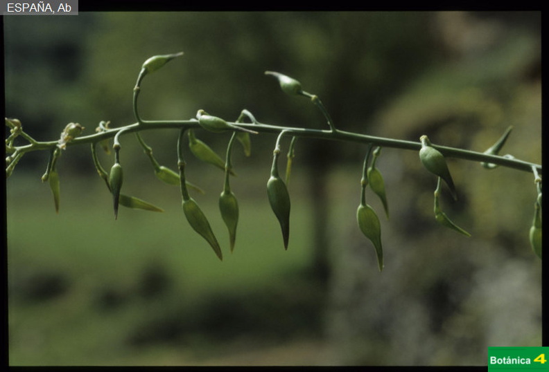 Coincya rupestris ssp.jpg