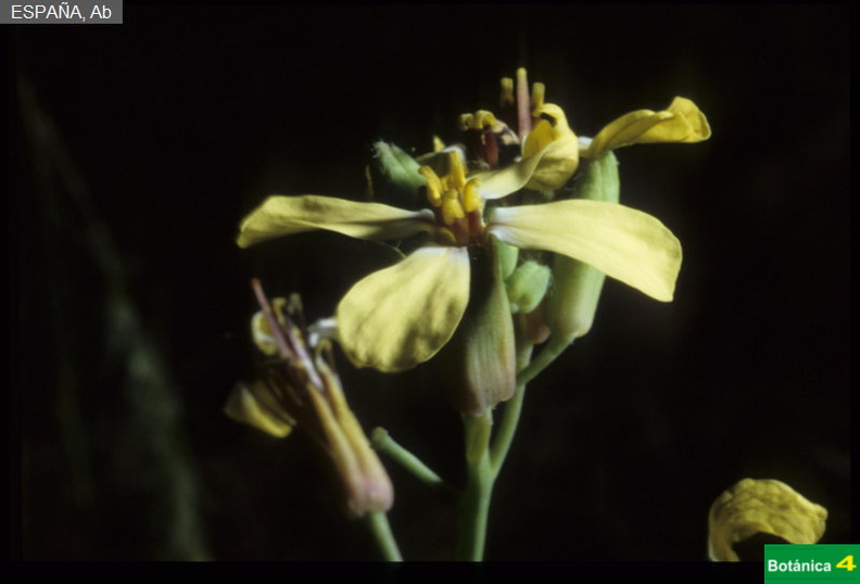 Coincya rupestris ssp-1.jpg
