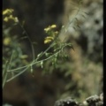 Coincya rupestris ssp. rupestris
