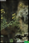 Coincya rupestris ssp. rupestris