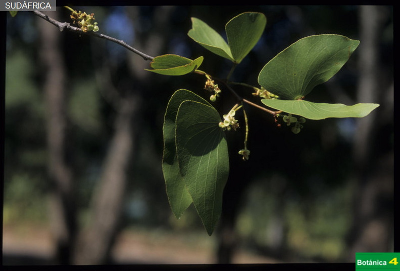 Colophospermum mopane fdl.jpg