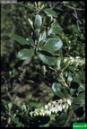 Comarostaphylis diversifolia var. planifolia