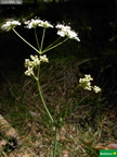 Conopodium pyrenaicum