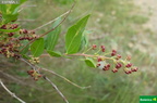 Coriaria myrtifolia