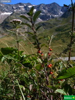 Cotoneaster juranus