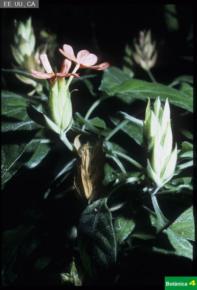 Crossandra nilotica
