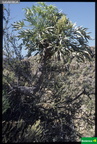 Cussonia paniculata paniculata