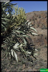 Cussonia paniculata paniculata