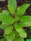 Cyanea platyphylla
