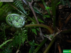 Cyathea australis cf, foliaci__n circinada