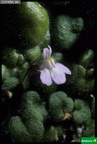 Cymbalaria fragalis