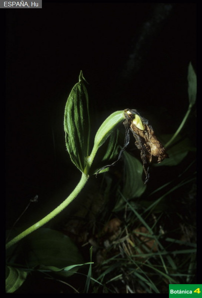 Cypripedium calceolus fdl.jpg