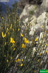 Cytisus scoparius ssp. reverchonii