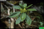 Daphne laureola ssp. latifolia