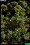 Daphne laureola ssp. latifolia