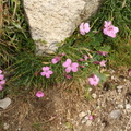Dianthus microlepis