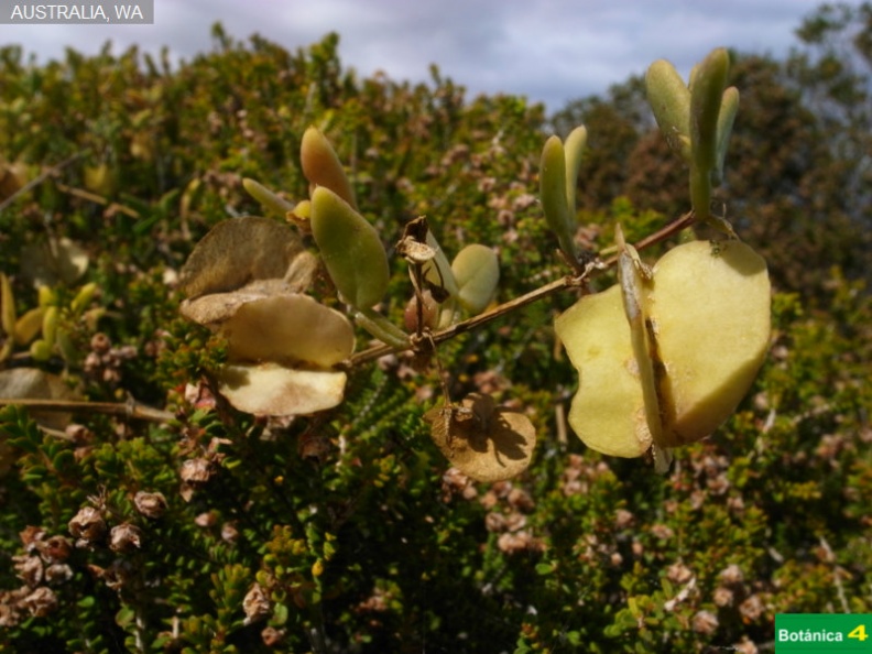 Dioscorea hastifolia fdl.jpg