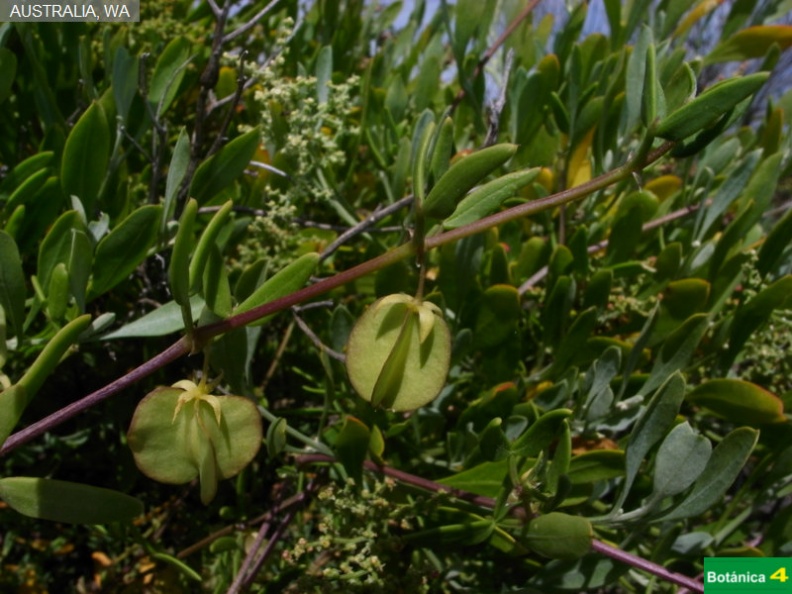 Dioscorea hastifolia fdl-1.jpg