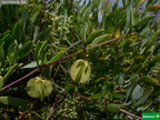 Dioscorea hastifolia