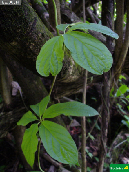 Dioscorea pentaphylla fdl.jpg
