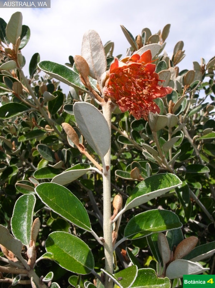 Diplolaena grandiflora fdl-2.jpg