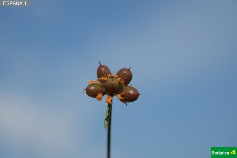 Dorycnium pentaphyllum fdl.jpg