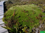 Dracophyllum minutum